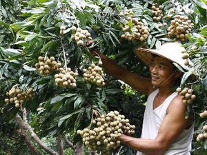 Quảng bá, giới thiệu đặc sản nhãn lồng và tương Bần Hưng Yên